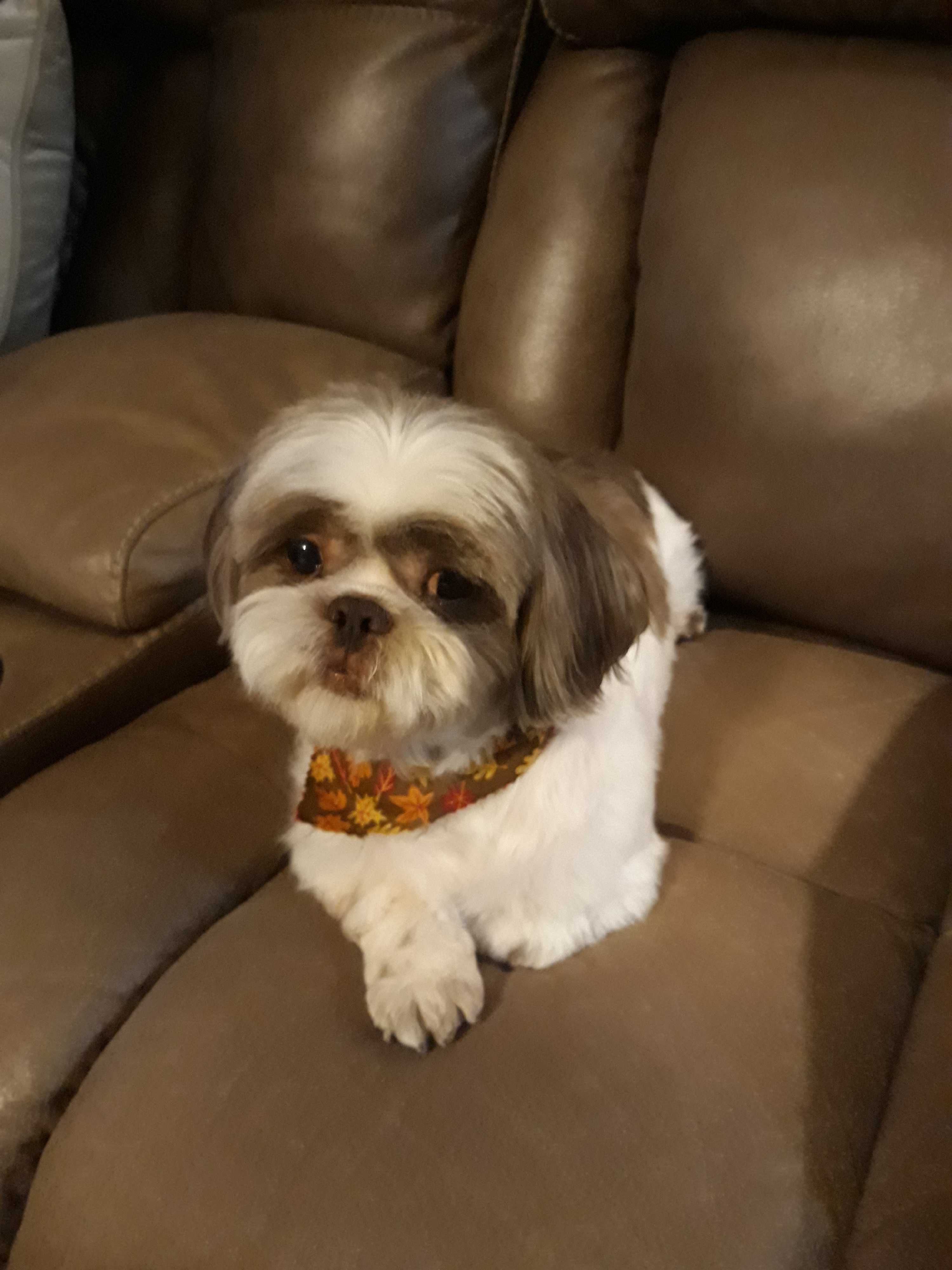 Shih Tzu Cross For Rehoming - Shih Tzu Dog