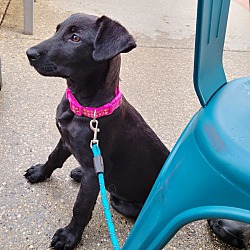 Thumbnail photo of Chiquita the Lab Mix Puppy #2