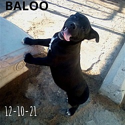 Thumbnail photo of Baloo-ADOPTED-6/12/22! (of the Disney pups) #3