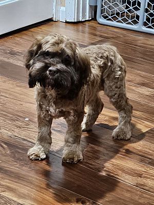 Grayslake, IL - Cockapoo. Meet Chestnut a Pet for Adoption - AdoptaPet.com