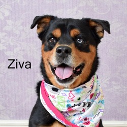 Thumbnail photo of Ziva #1
