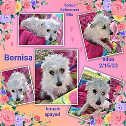 Thumbnail photo of Bernisa #4