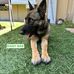 Thumbnail photo of DAISY MAE #1