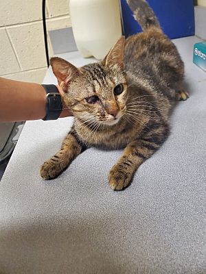 Winder, GA - Domestic Shorthair. Meet 2024-05-211 *Kim* a Pet for