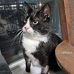 Photo of Domino