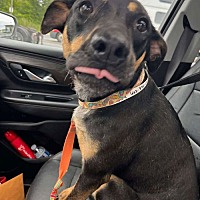 adopt a pet