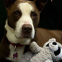 adopt a pet