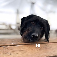 adopt a pet