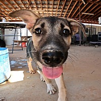 adopt a pet