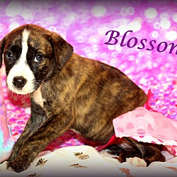 Thumbnail photo of Blossom~adopted! #3