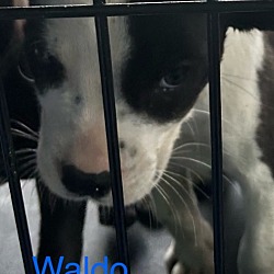 Photo of Waldo