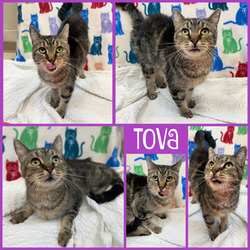 Photo of Tova