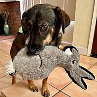 adopt a pet