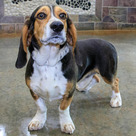 Adopt A Pet :: Hamish - Versailles, KY