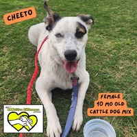 adopt a pet