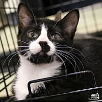 adopt a pet