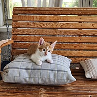 adopt-pet