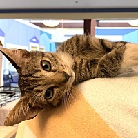 adopt a pet