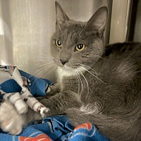 adopt a pet
