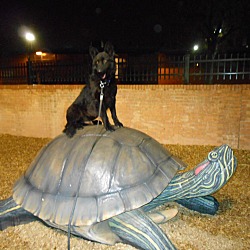 Thumbnail photo of TRAINED COMPANION DOG #2