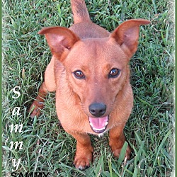 Thumbnail photo of Sammy-One Good Dog! #2
