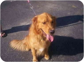 Cape May Court House Nj Golden Retriever Meet Higgens A Pet For Adoption