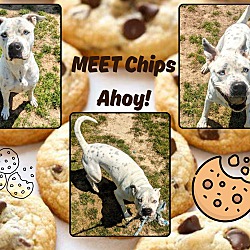 Photo of Chips ahoy