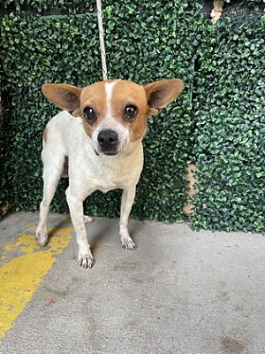 El Paso, TX - Chihuahua. Meet 56298517 a Pet for Adoption - AdoptaPet.com
