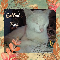 Thumbnail photo of *Cotton #2