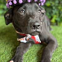adopt a pet