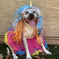adopt a pet
