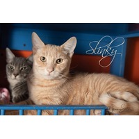 adopt-pet