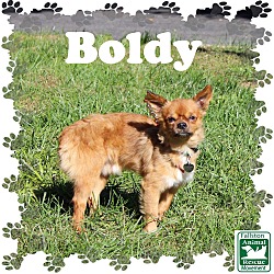 Thumbnail photo of Boldy #2