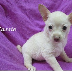 Thumbnail photo of Cassie #3