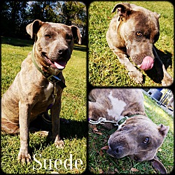 Photo of Suede
