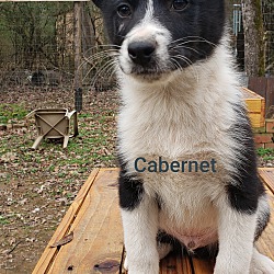 Photo of Cabernet