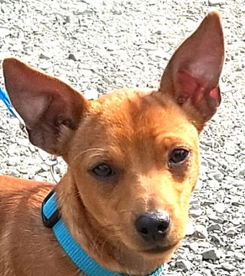 rojos miniature schnauzer puppies