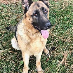 east coast german shepherd rescue