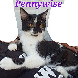 Thumbnail photo of Pennywise #1