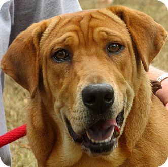 shar pei and hound mix