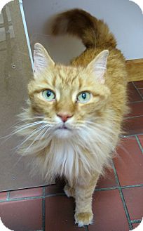 Cranston Ri Maine Coon Meet Stuart A Pet For Adoption