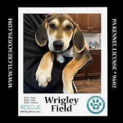 Photo of Wrigley Field (Ballpark Pups) 050424
