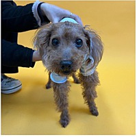 adopt a pet