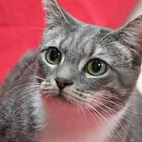 adopt-pet
