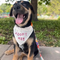 adopt a pet