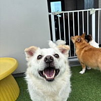 adopt-pet