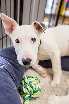 bull terrier jack russell