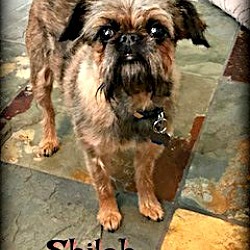 Thumbnail photo of SHILOH - Adopted #1