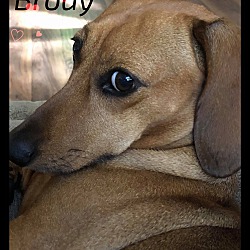 Thumbnail photo of Brody #1