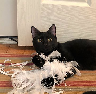Carlisle Pa Domestic Shorthair Meet Chandler A Pet For Adoption